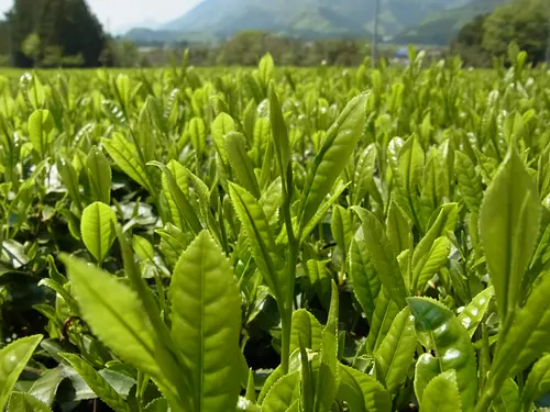 道の駅「茶倉駅」での『ランチ』＆『お茶摘み体験』