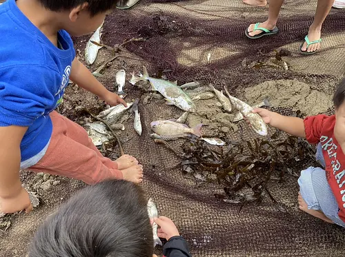 何が獲れるかな!?漁師町ならではの体験イベント♪ 相差地曳網体験! 〜獲れた魚もお刺身で大盤振る舞い ♪〜