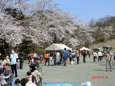 なめり湖　桜まつり