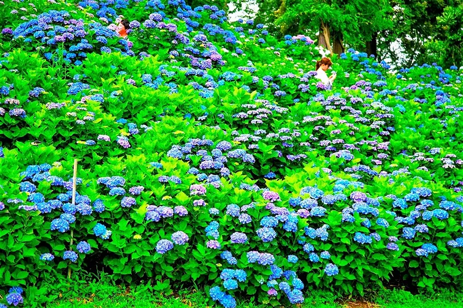 11.歓声の上がるあじさいポイント「深山の青てまり」©ふがまるちゃん