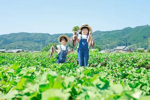 さつまいも掘り