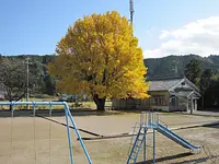 河内の大銀杏（わかくさ園）