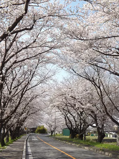 鍋田川堤桜並木（開花情報も掲載）