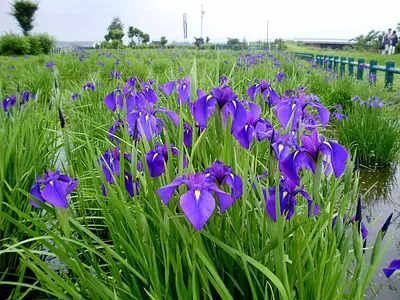 三重県の花しょうぶの観賞スポット特集！5月から6月にかけて楽しめる花菖蒲の名所をご紹介します。【2025年版】