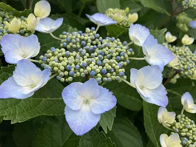 【お花情報】ベルファームのあじさい（開花情報も掲載）