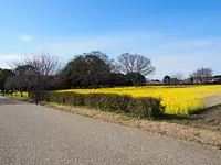 菜の花畑【斎宮跡】