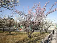 春の南部丘陵公園・梅