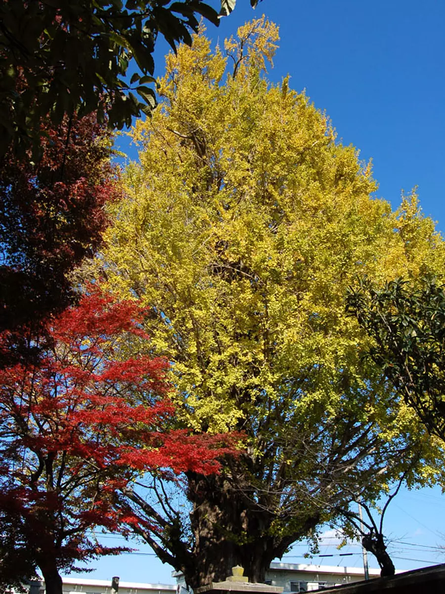 宗英寺の公孫樹②