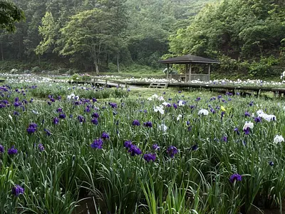 二見しょうぶロマンの森の花しょうぶ【花】