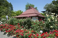 神宮ばら園のばら【花】