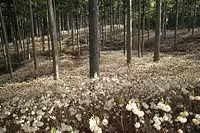 ミツマタ群生地